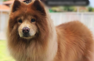 Cachorra, Madalena (Foto: Reprodução)