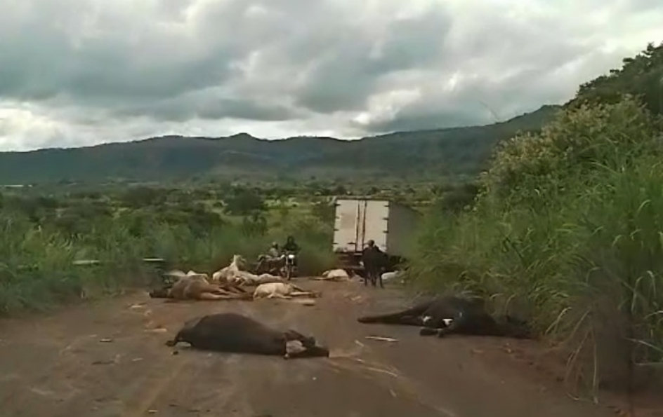 Caminhão desgovernado deixa 18 vacas mortas e outras feridas em rodovia no Piauí