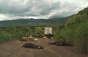 Caminhão desgovernado deixa 18 vacas mortas e outras feridas em rodovia no Piauí (Foto: Reprodução)