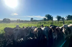 Campanha de vacinação contra febre aftosa foi iniciada nesta segunda-feira (01/04) (Foto: Tiago Moura / Conecta Piauí)