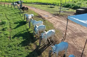 Campanha de vacinação contra febre aftosa foi iniciada nesta segunda-feira (01) (Foto: Conecta Piauí)