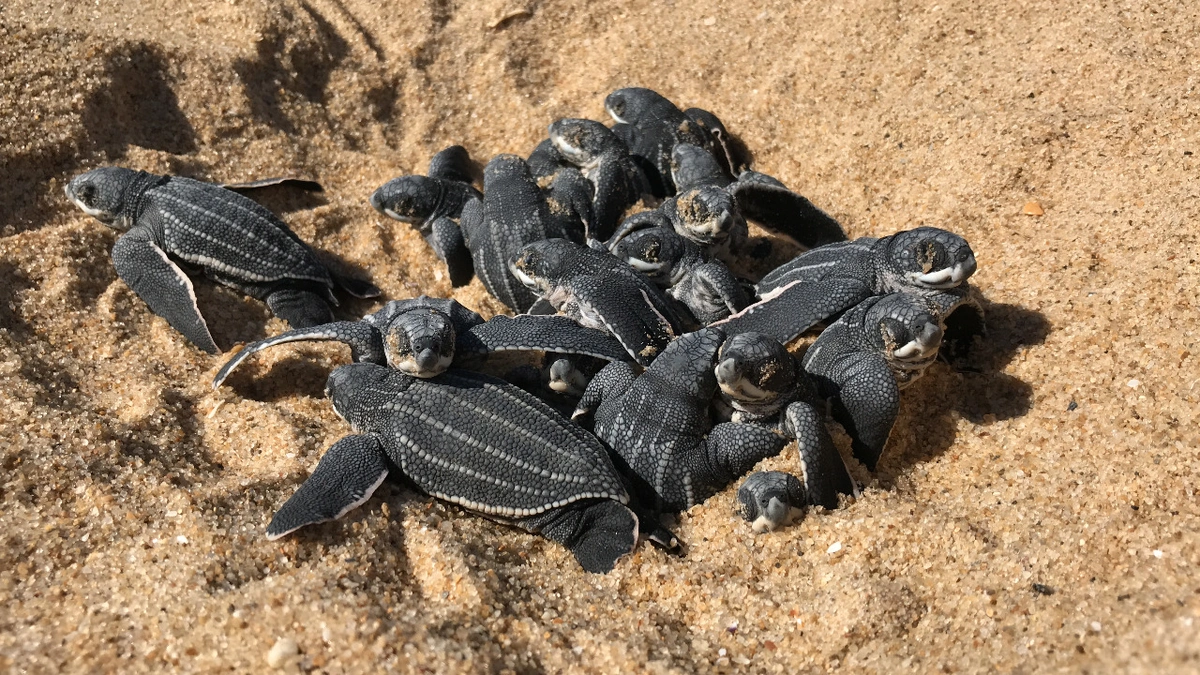 Filhotes de tartarugas