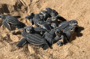 Filhotes de tartarugas (Foto: Tartarugas do Delta)