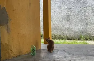 Gatinho abandonado (Foto: Tiago Moura/ Conecta Piauí)