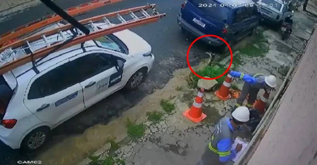 Gato é arremessado