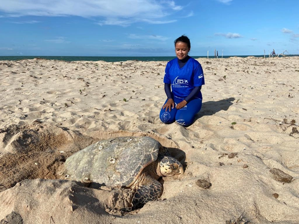 Litoral do Piauí tem três das cinco espécies de tartarugas marinhas do Brasil