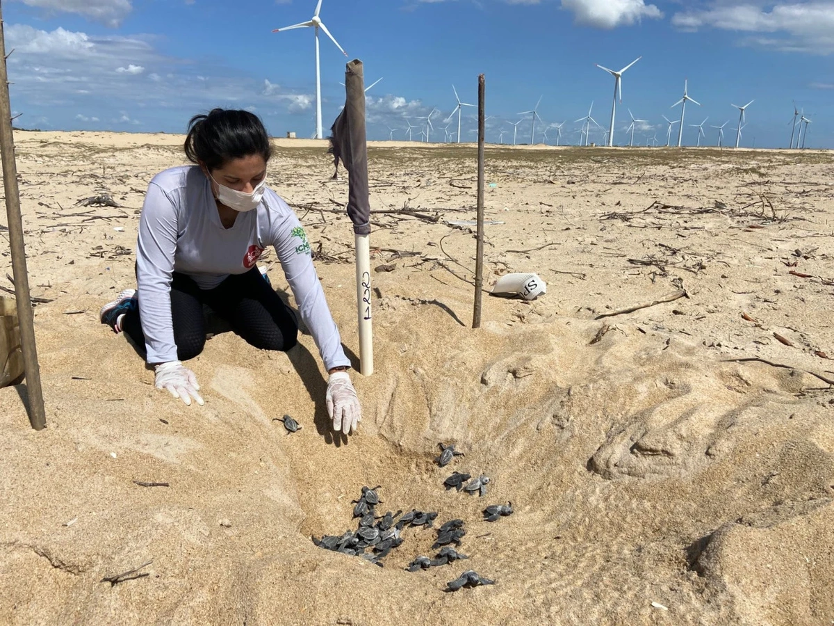 Litoral do Piauí tem três das cinco espécies de tartarugas marinhas do Brasil