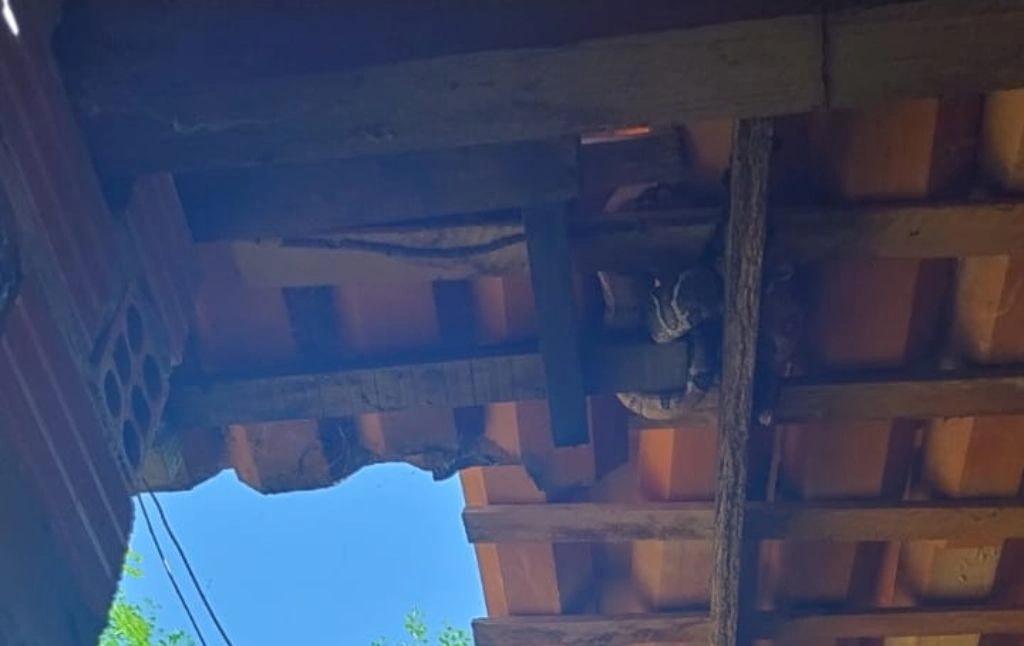 Oito jiboias e dois jacarés são resgatados próximo a casas em um dia em Teresina