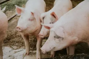 Sada prepara plano de vacinação contra peste suína no estado (Foto: Reprodução)