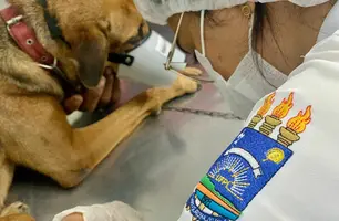 Atendimentos no Hospital Veterinário da UFPI estão suspensos por tempo indeterminado (Foto: Pedro Melo/Conecta Piauí)