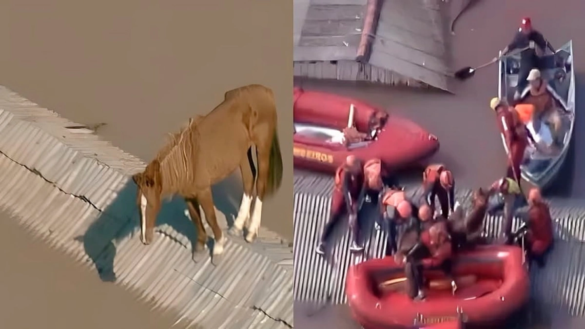 Cavalo Caramelo é resgatado de telhado de casa no Rio Grande do Sul