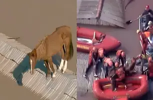 Cavalo Caramelo é resgatado de telhado de casa no Rio Grande do Sul (Foto: Reprodução)