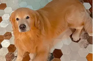 Joca (Foto: Reprodução)