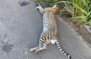 Morte de animal silvestre atropelado expõe falta de sinalização em rodovia no PI (Foto: Reprodução)