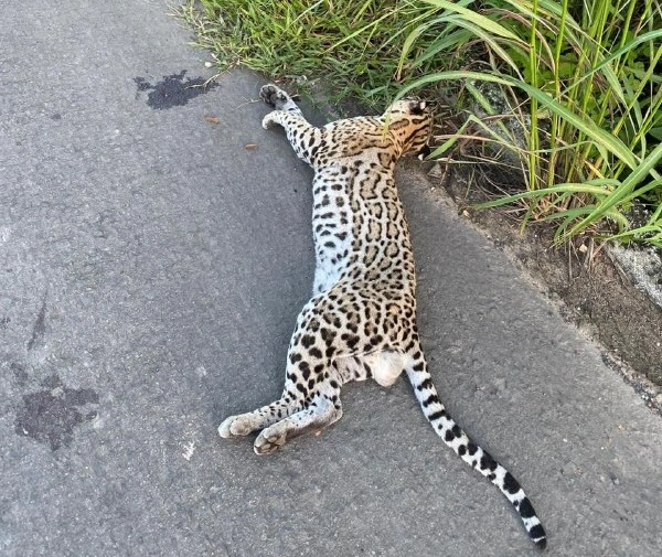 Morte de animal silvestre atropelado expõe falta de sinalização em rodovia no PI