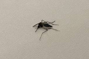 Aedes aegypti, mosquito da dengue (Foto: Maria Clara César/ Conecta Piauí)