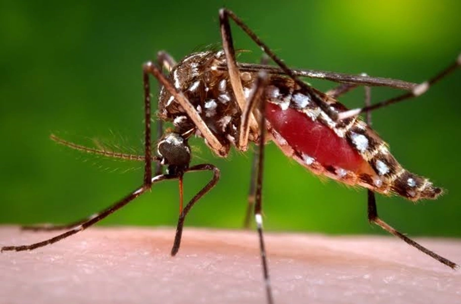 Aedes Aegypti, mosquito transmissor do vírus da dengue