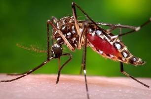 Aedes Aegypti, mosquito transmissor do vírus da dengue (Foto: Reprodução)