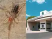 Pesquisadores da UFPI descobrem nova espécie de aracnídeo em extinção em Floriano