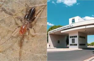 Aracnídeo pertence ao gênero Rowlandius (Foto: Reprodução)