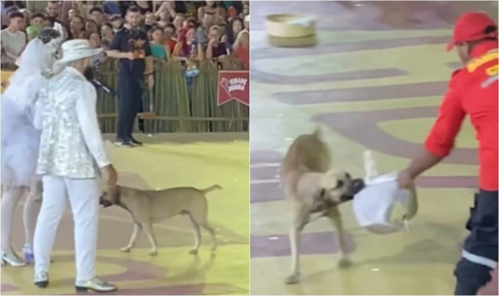 Cachorro caramelo invade apresentação em Teresina