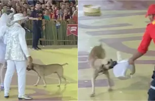 Cachorro caramelo invade apresentação em Teresina (Foto: Reprodução)