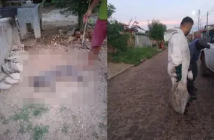 Cachorro morre e duas pessoas ficam feridas após ataque de abelhas em Campo Maior (Foto: Reprodução)