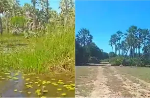 Corpo foi encontrado em carnaubal em Parnaíba (Foto: Reprodução)
