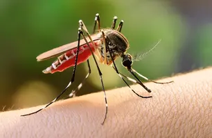 Mosquito da dengue (Foto: I.A/Conecta Piauí)