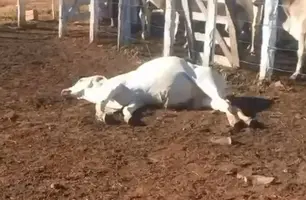 Vaquejada terminou com animais mortos no Piauíi (Foto: Reprodução)