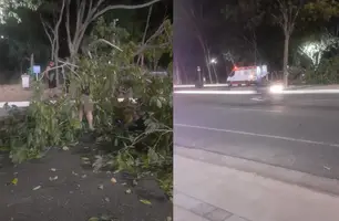 Árvore cai e atinge casal que fazia caminhada na Avenida Raul Lopes, em Teresina (Foto: Reprodução)