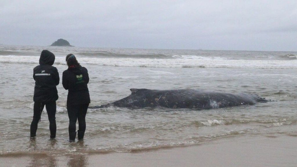 Baleia Jubarte é encontrada encalhada em praia de Santa Catarina