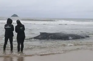 Baleia Jubarte é encontrada encalhada em praia de Santa Catarina (Foto: Divulgação)
