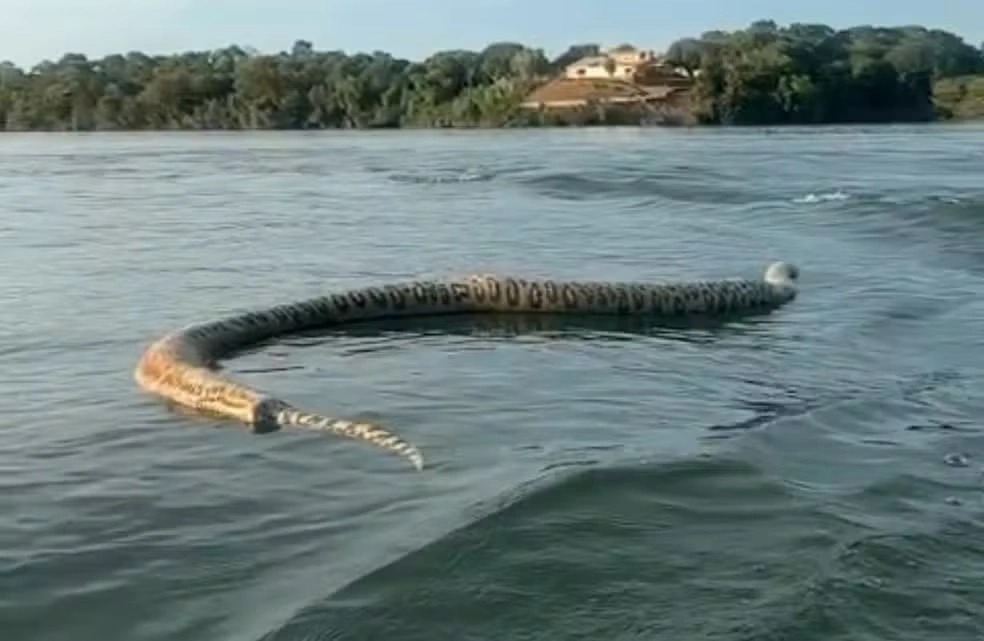 Cobra gigante é encontrada morta durante passeio de barco em Tocantins