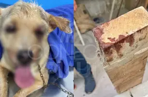 Homem atira com arma de pressão e espanca cachorrinho no Rio de Janeiro (Foto: Divulgação)