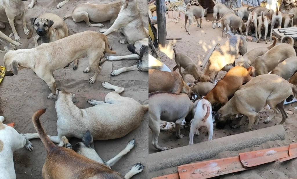 Mais de 50 cães são encontrados abandonados após tutor sofrer acidente em Parnaíba