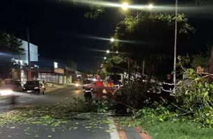 Pé de caju desaba e atinge motoqueiro na avenida Piauí, em Timon (Foto: Reprodução)