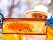 Piauí lidera exportação de mel no Brasil por conta da agricultura familiar