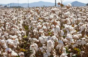 Plantação de algodão (Foto: Reprodução)