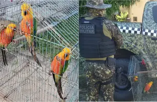 Polícia descobriu venda de animais silvestres pelo WhatsApp (Foto: Reprodução)