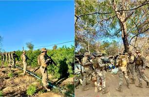 Polícia localiza roça de maconha com cerca de 5 hectares no interior do Piauí (Foto: Reprodução)