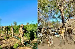 Polícia localiza roça de maconha com cerca de 5 hectares no interior do Piauí (Foto: Reprodução)