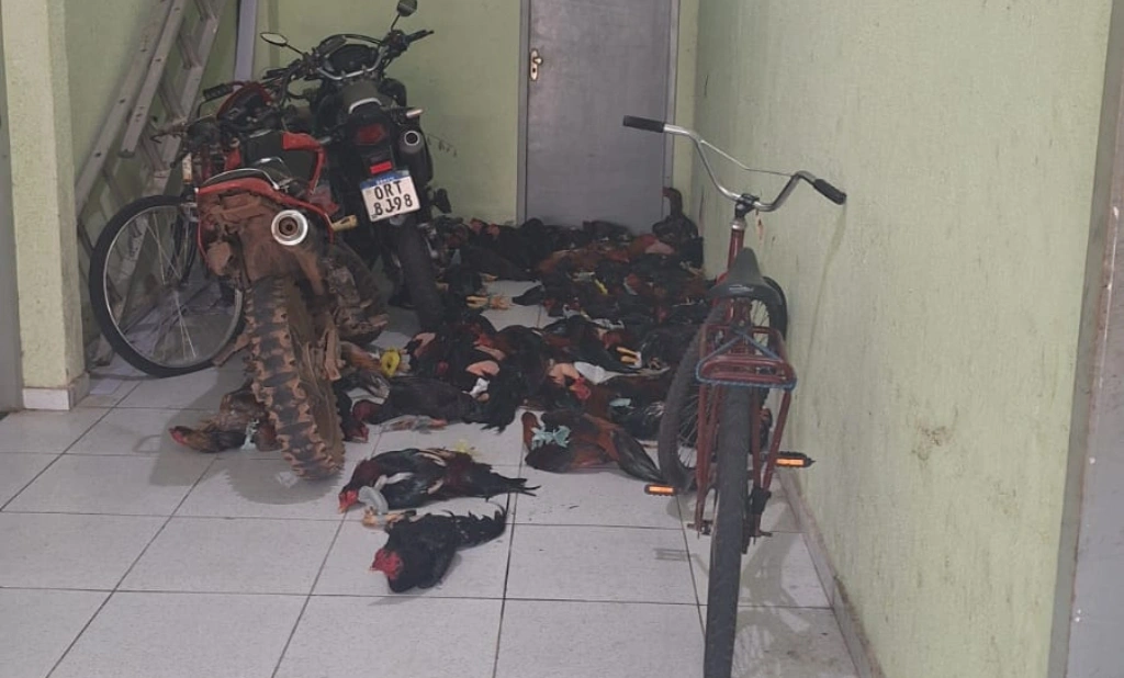 Polícia Militar apreende 46 galos usados em rinhas e conduz 14 pessoas em Parnaíba