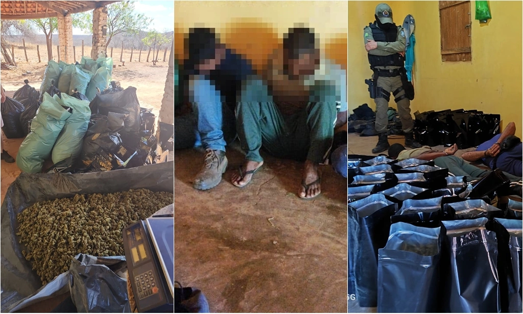 Polícia Militar localiza roça de maconha e prende sete pessoas em cidade do Piauí