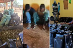 Polícia Militar localiza roça de maconha e prende sete pessoas em cidade do Piauí (Foto: Reprodução)