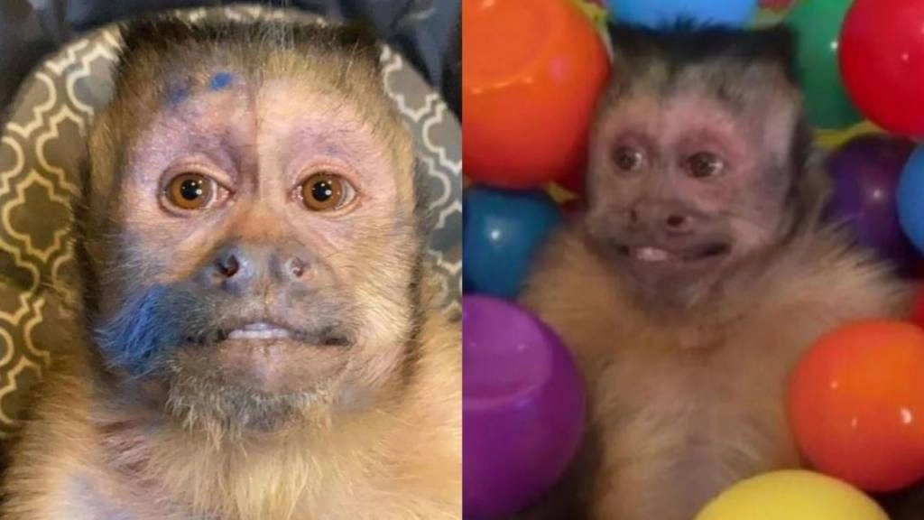 Vídeos e figurinhas de macacos escondem maus-tratos, apontam entidades