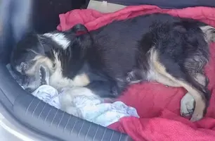 Cadela foi atropelada e não pôde ser atendida no HVU (Foto: Reprodução)