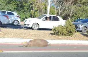 Capivara é encontrada morta na avenida Piauí, em Timon (Foto: Reprodução)