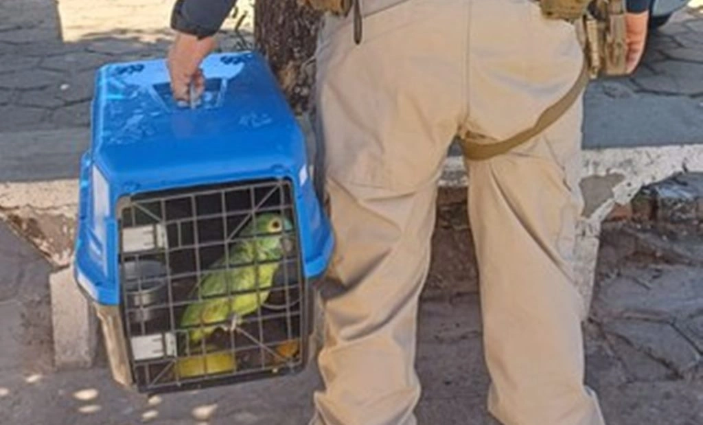 Homem é preso pela PRF por transporte ilegal de pássaros silvestres no Piauí
