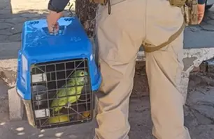Homem é preso pela PRF por transporte ilegal de pássaros silvestres no Piauí (Foto: Reprodução)